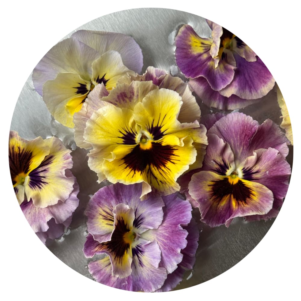 Viola cornuta Frizzle Sizzle Mini Tapestry | Horned Pansy therapyofflowers.com