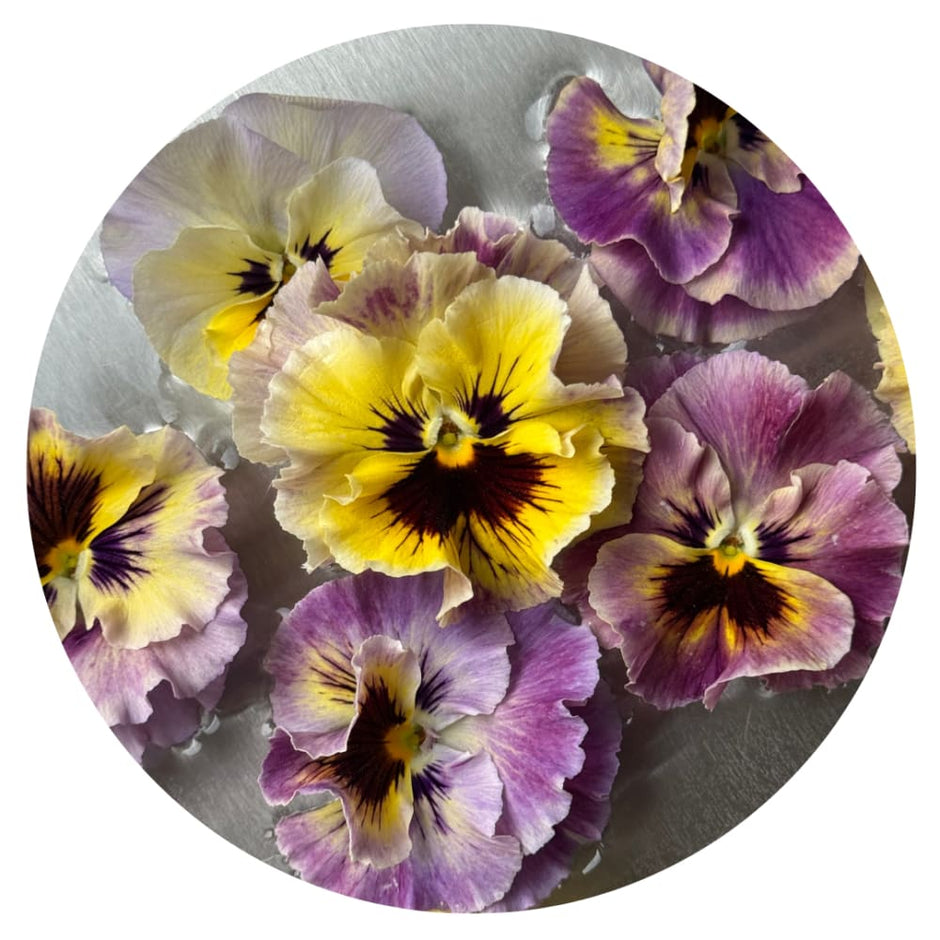 Viola x wittrockiana Frizzle Sizzle Series | Frilled Pansy Seeds ...