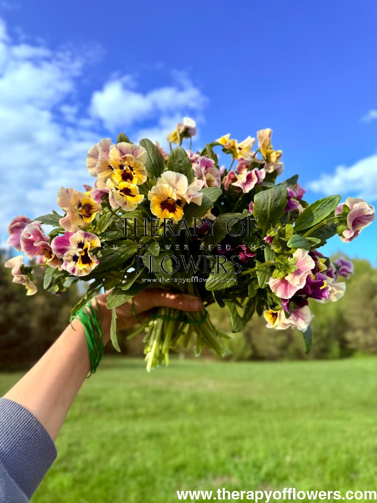 Viola cornuta Frizzle Sizzle Mini Tapestry | Horned Pansy therapyofflowers.com