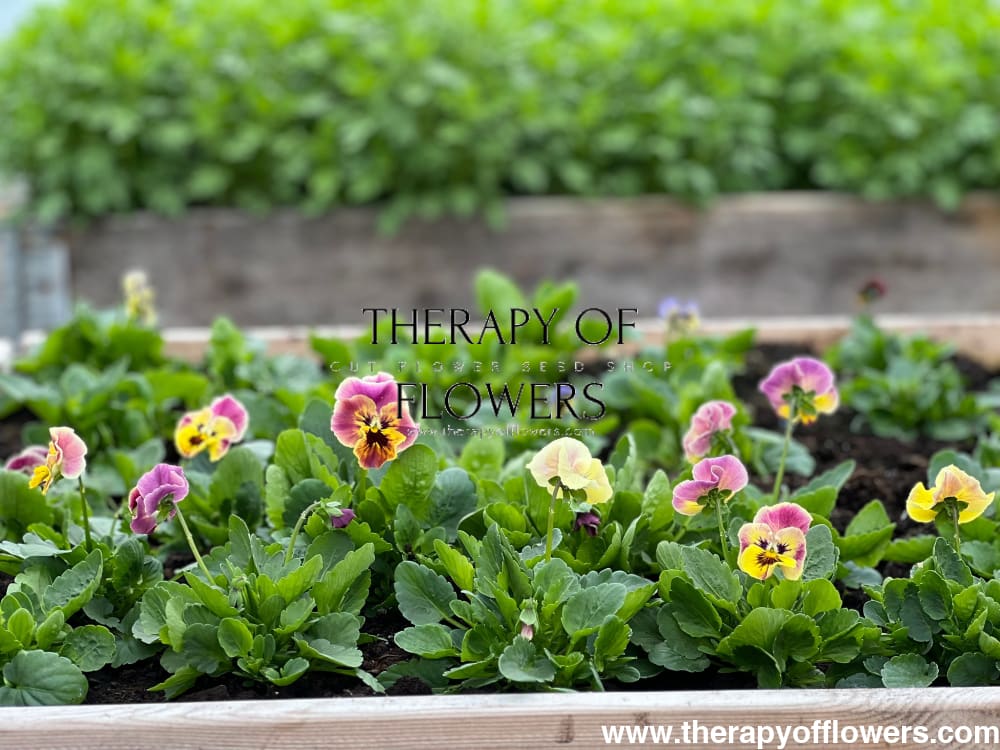 Viola cornuta Frizzle Sizzle Mini Tapestry | Horned Pansy therapyofflowers.com