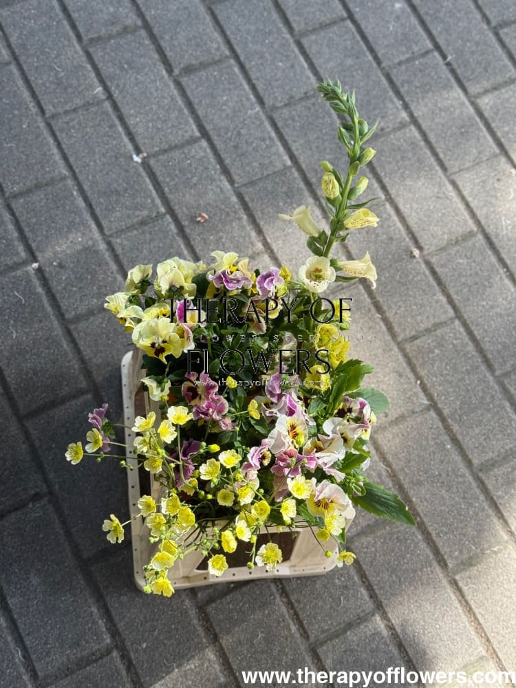 Viola cornuta Frizzle Sizzle Mini Tapestry | Horned Pansy therapyofflowers.com