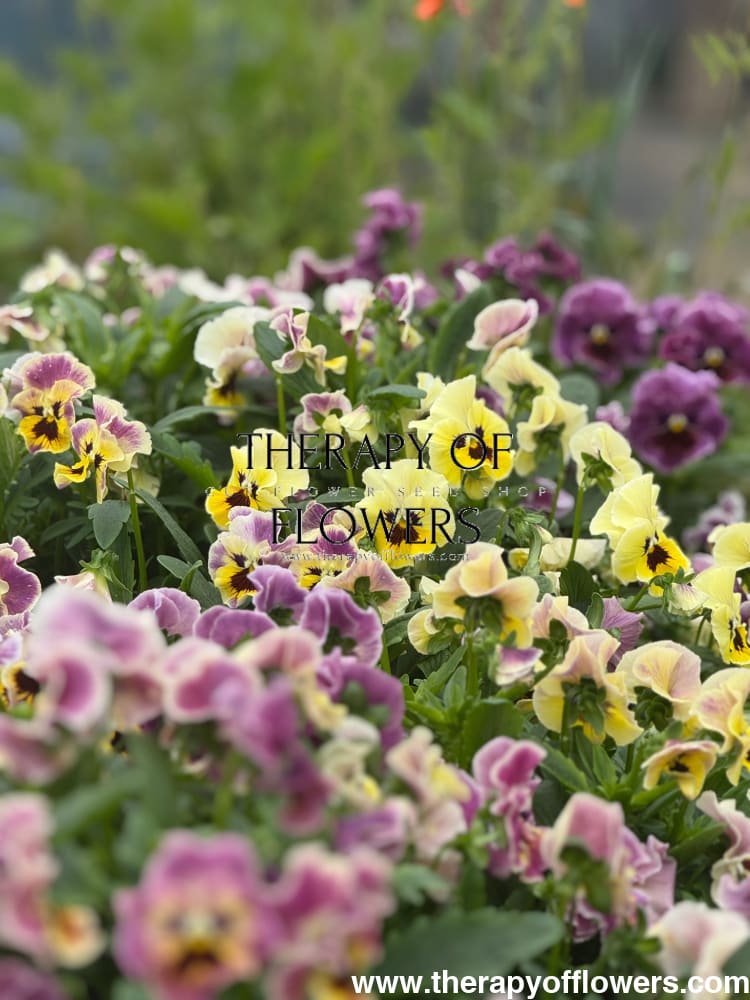 Viola cornuta Frizzle Sizzle Mini Tapestry | Horned Pansy therapyofflowers.com