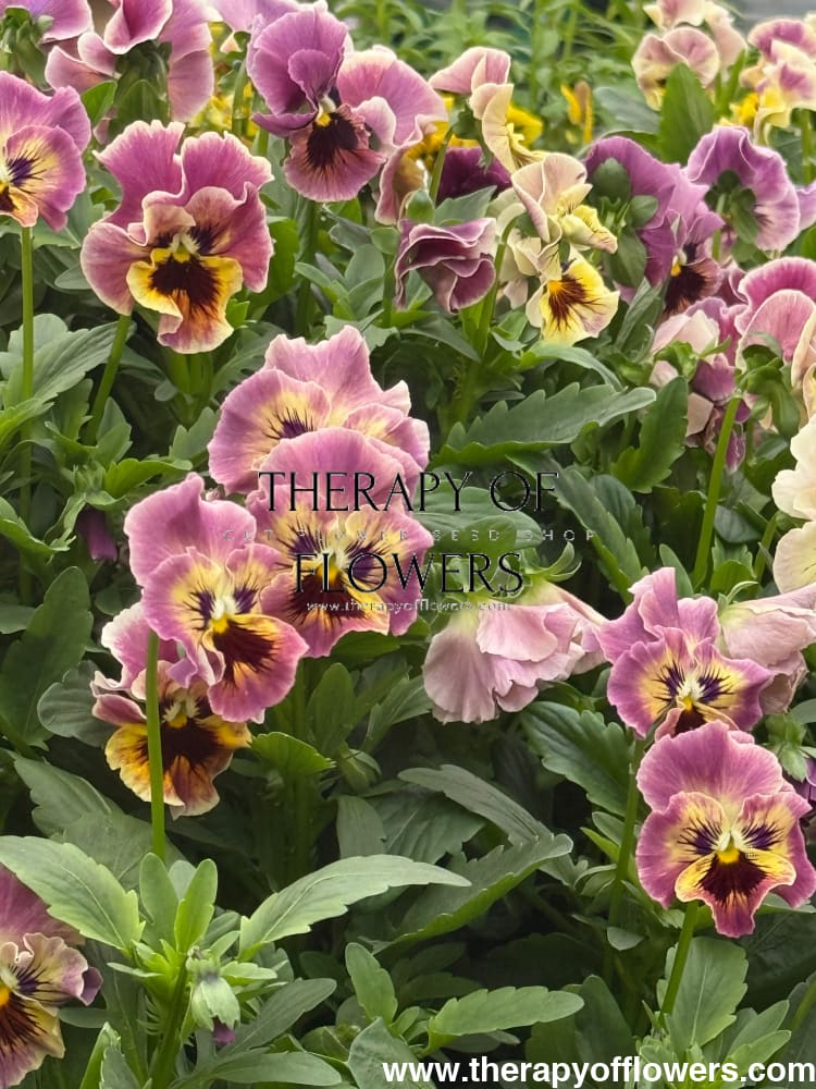 Viola cornuta Frizzle Sizzle Mini Tapestry | Horned Pansy therapyofflowers.com