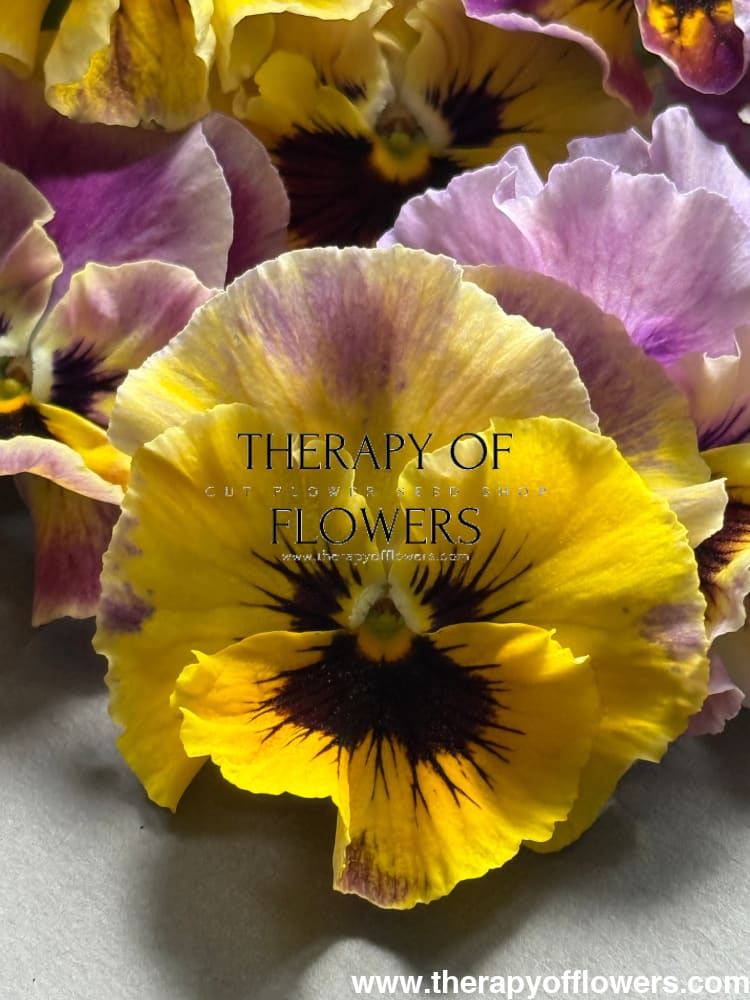 Viola cornuta Frizzle Sizzle Mini Tapestry | Horned Pansy therapyofflowers.com