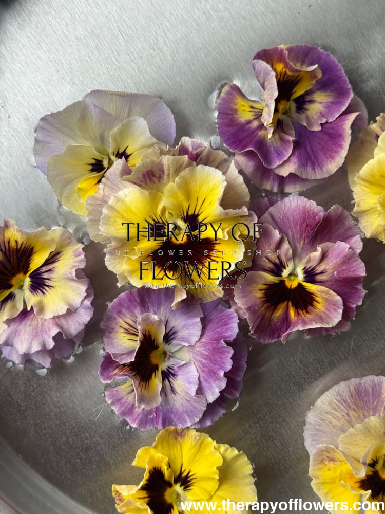 Viola cornuta Frizzle Sizzle Mini Tapestry | Horned Pansy therapyofflowers.com