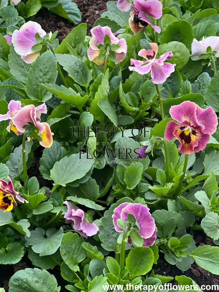 Viola cornuta Frizzle Sizzle Mini Tapestry | Horned Pansy therapyofflowers.com