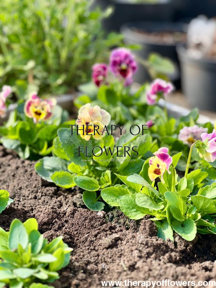 Viola cornuta Frizzle Sizzle Mini Tapestry | Horned Pansy therapyofflowers.com