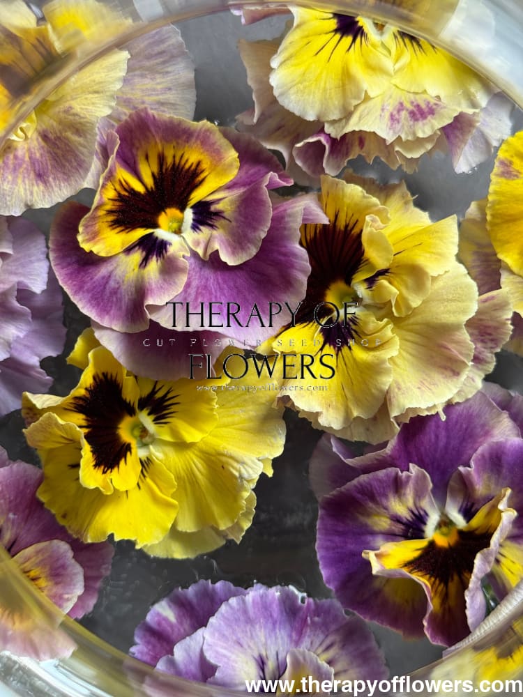 Viola cornuta Frizzle Sizzle Mini Tapestry | Horned Pansy therapyofflowers.com