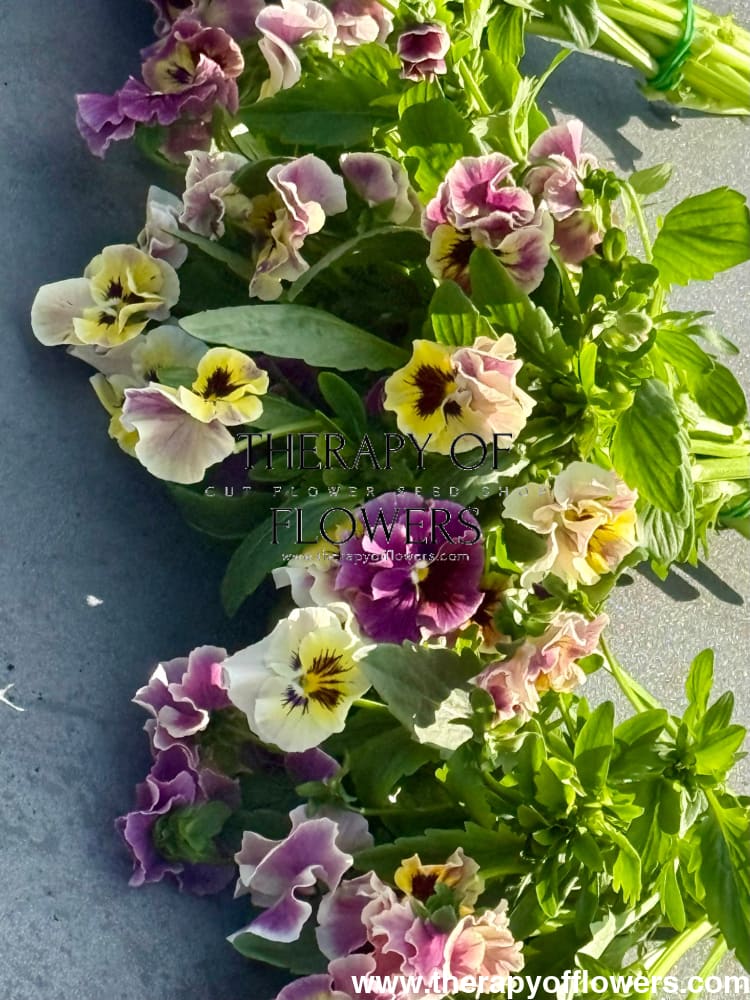 Viola cornuta Frizzle Sizzle Mini Tapestry | Horned Pansy therapyofflowers.com