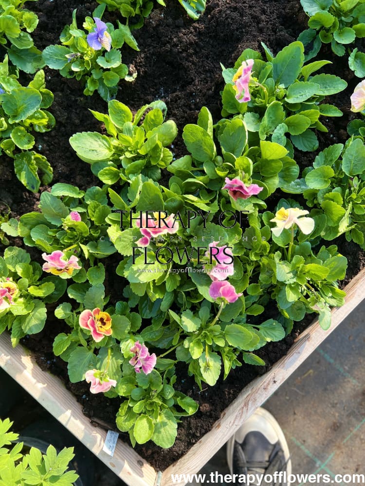 Viola cornuta Frizzle Sizzle Mini Tapestry | Horned Pansy therapyofflowers.com