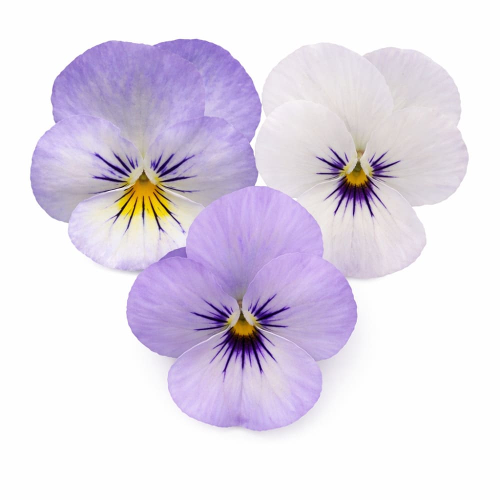 Viola cornuta Sorbet® XP YTT Babyface F1 | Horned Pansy therapyofflowers.com