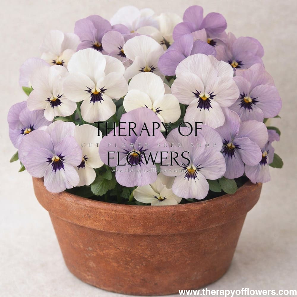 Viola cornuta Sorbet® XP YTT Babyface F1 | Horned Pansy therapyofflowers.com