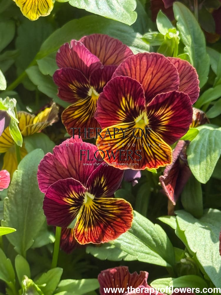 Viola cornuta Tiger Eye Red F1 | Horned Pansy therapyofflowers.com