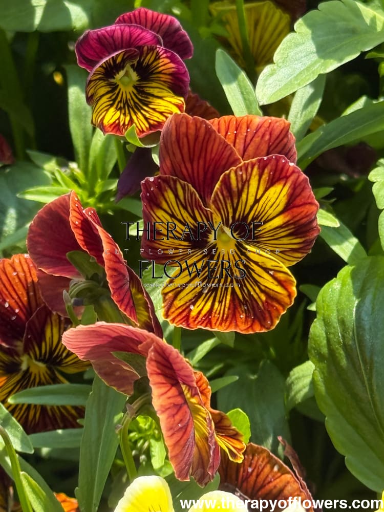Viola cornuta Tiger Eye Red F1 | Horned Pansy therapyofflowers.com