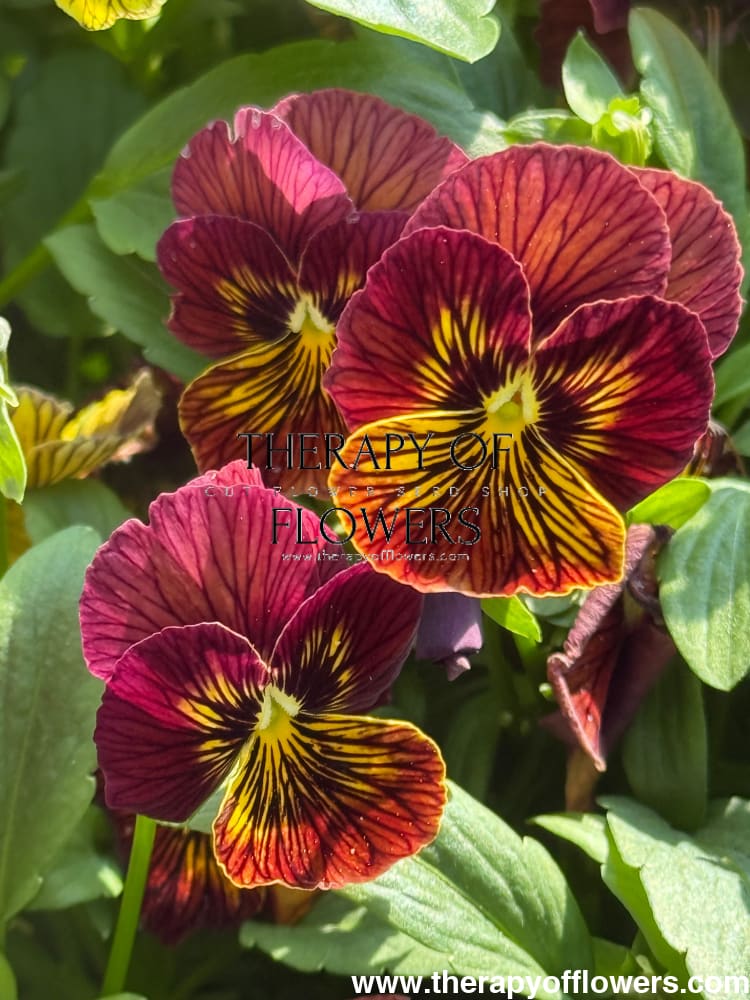Viola cornuta Tiger Eye Red F1 | Horned Pansy therapyofflowers.com