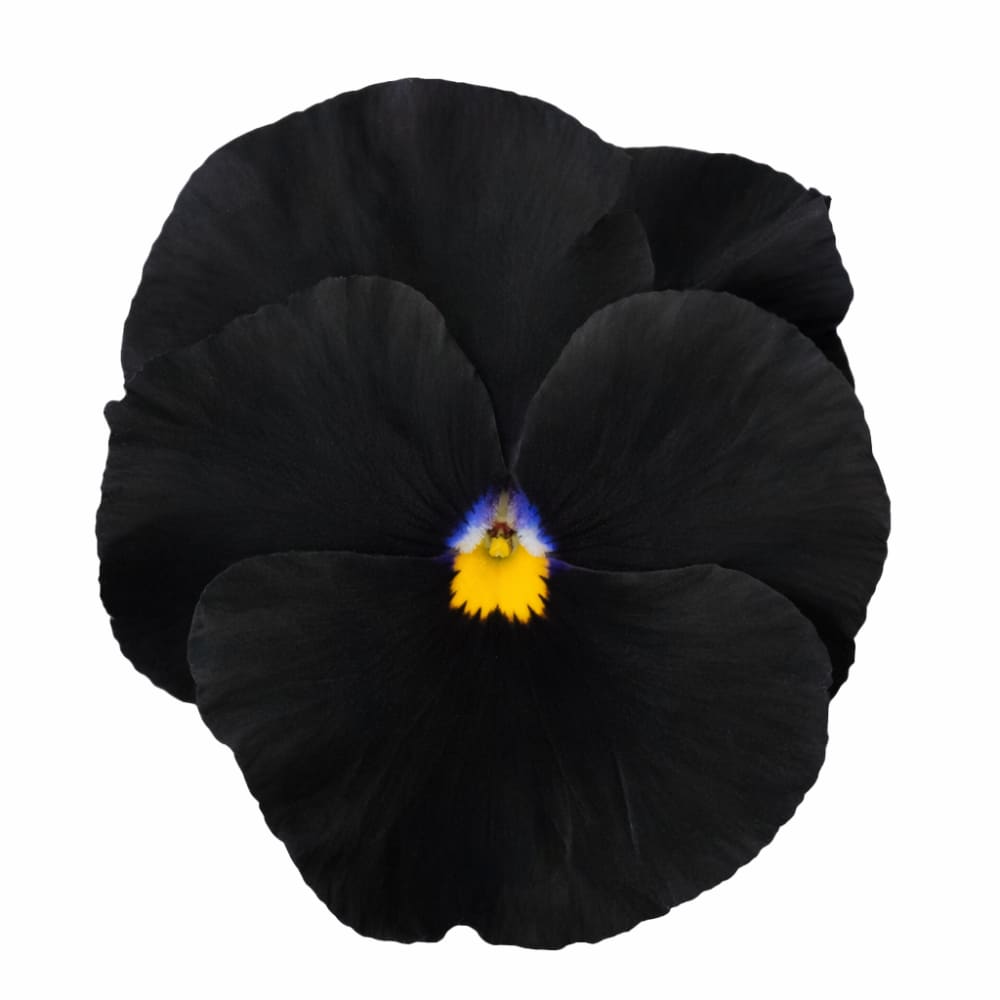 Viola x wittrockiana Atlas Black F1 | Spring & Autumn Pansy - 20 seeds / 18 cm / Velvety black - seeds