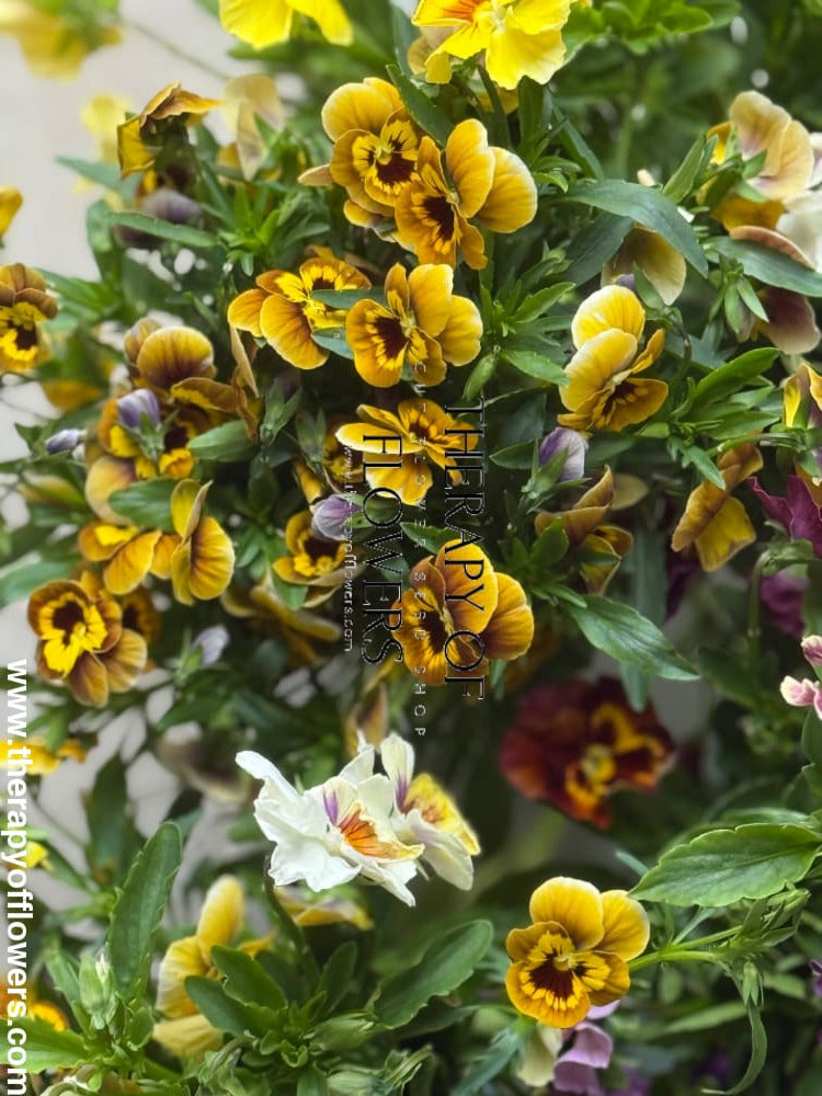 Viola x wittrockiana Ballerina Mixed F1 | Frilled Pansies for