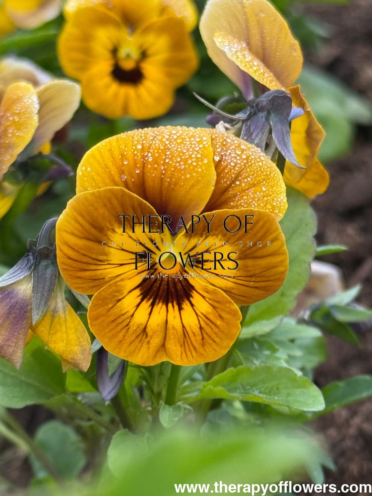 Viola x wittrockiana Caramel Bronze Lilac F1 | Pansy therapyofflowers.com