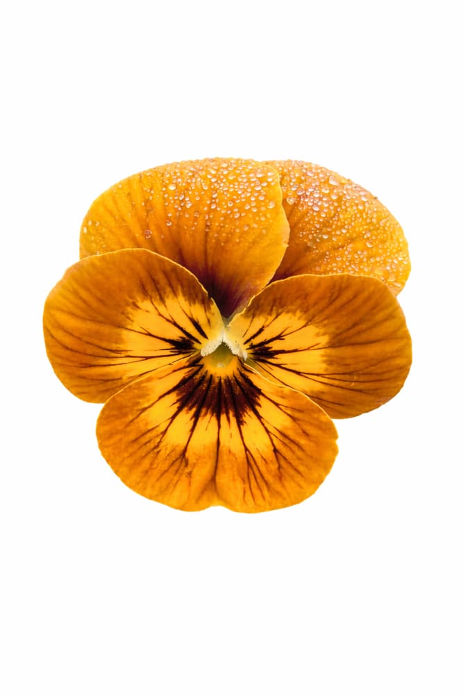 Viola x wittrockiana Ballerina Mixed F1 | Frilled Pansies for