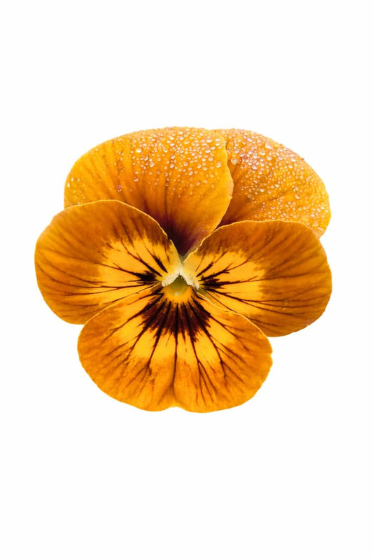 Viola x wittrockiana Caramel Bronze Lilac F1 | Pansy - 25 seeds / 15–20 cm / Bronze with lilac hues - seeds