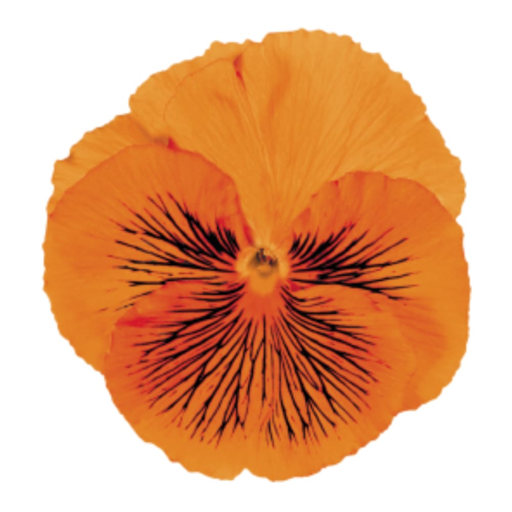 Viola x wittrockiana Cats® Orange F1 | Spring Pansy therapyofflowers.com
