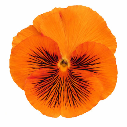 Viola x wittrockiana Cats® Orange F1 | Spring Pansy therapyofflowers.com