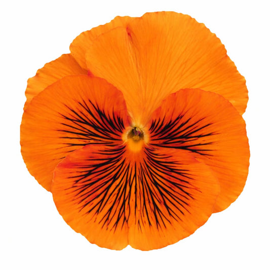 Viola x wittrockiana Cats® Orange F1 | Spring Pansy therapyofflowers.com