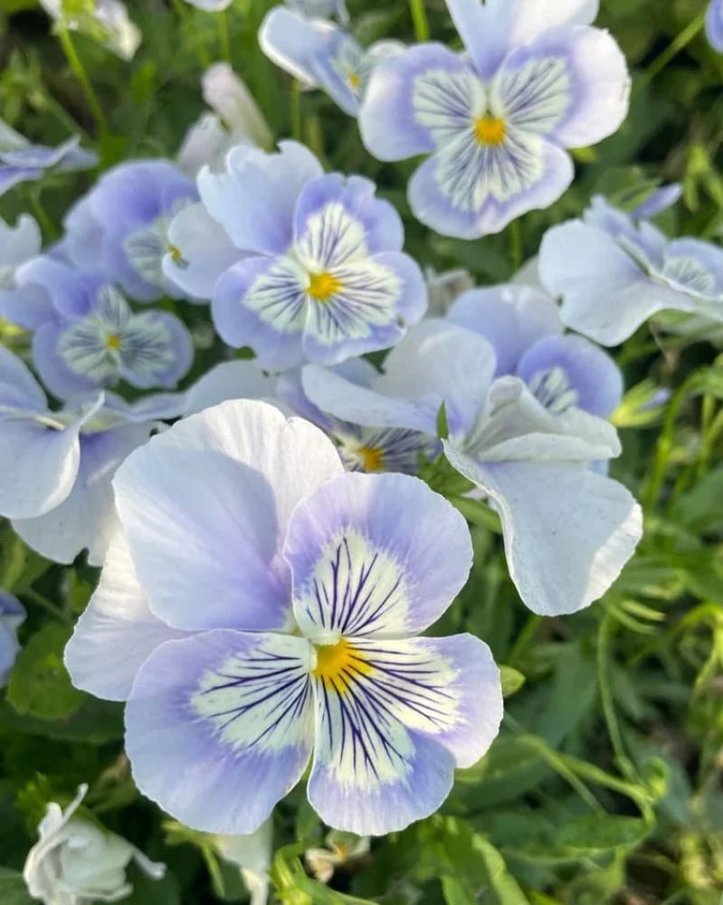 Viola x wittrockiana Cats® Pansy Seeds | Unique Whiskered Blooms