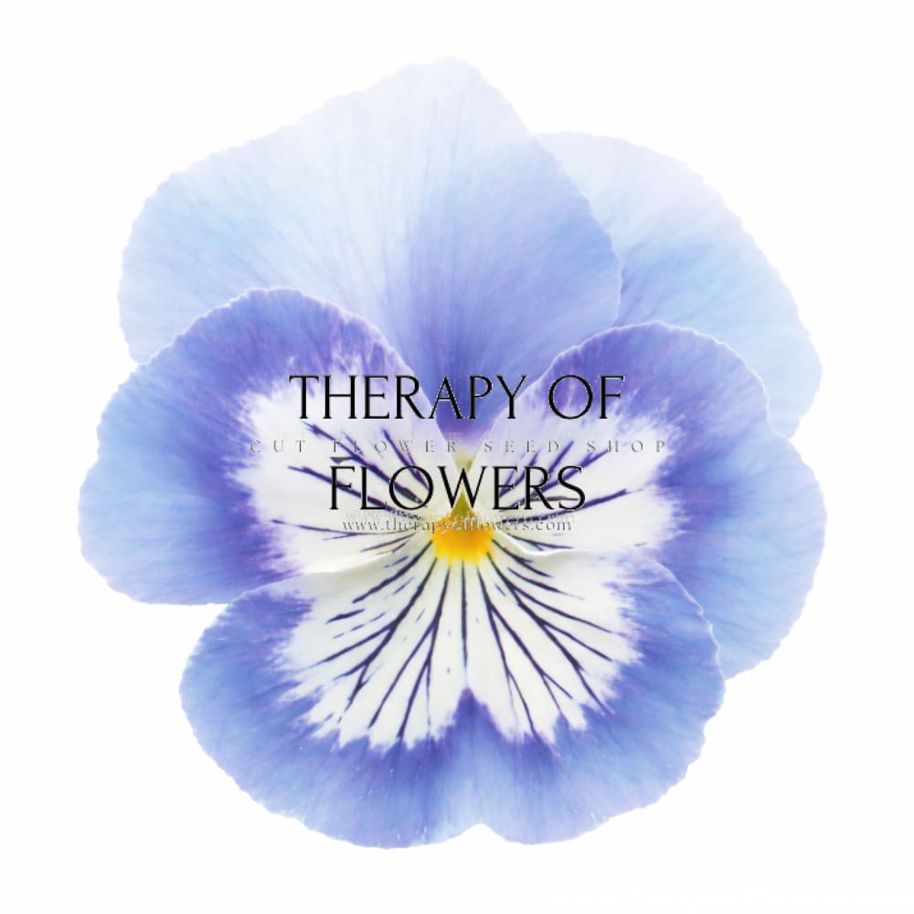 Viola x wittrockiana Cats® Plus Marina | Spring or Autumn Pansy - 20 seeds / 18 cm / Marina - seeds