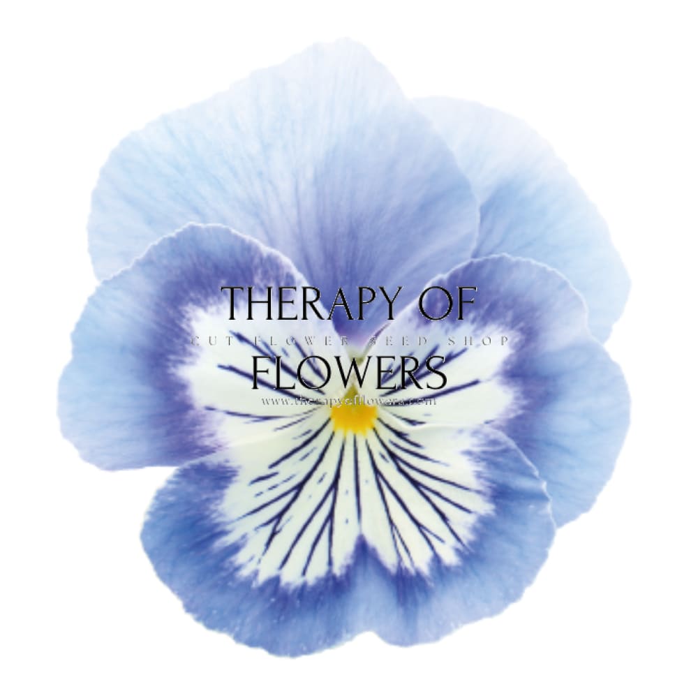 Viola x wittrockiana Cats® Plus Marina | Spring or Autumn Pansy therapyofflowers.com