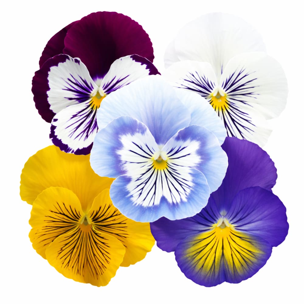 Viola x wittrockiana Cats® Plus Mix F1 | Spring or Autumn Pansy therapyofflowers.com
