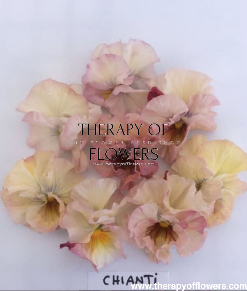 Viola x wittrockiana Chianti mixed F1 | Pansy therapyofflowers.com