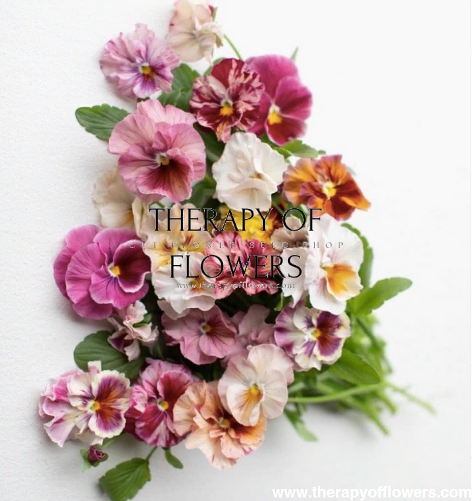 Viola Wittrockiana Chianti mixed F1 | Pansy therapyofflowers.com