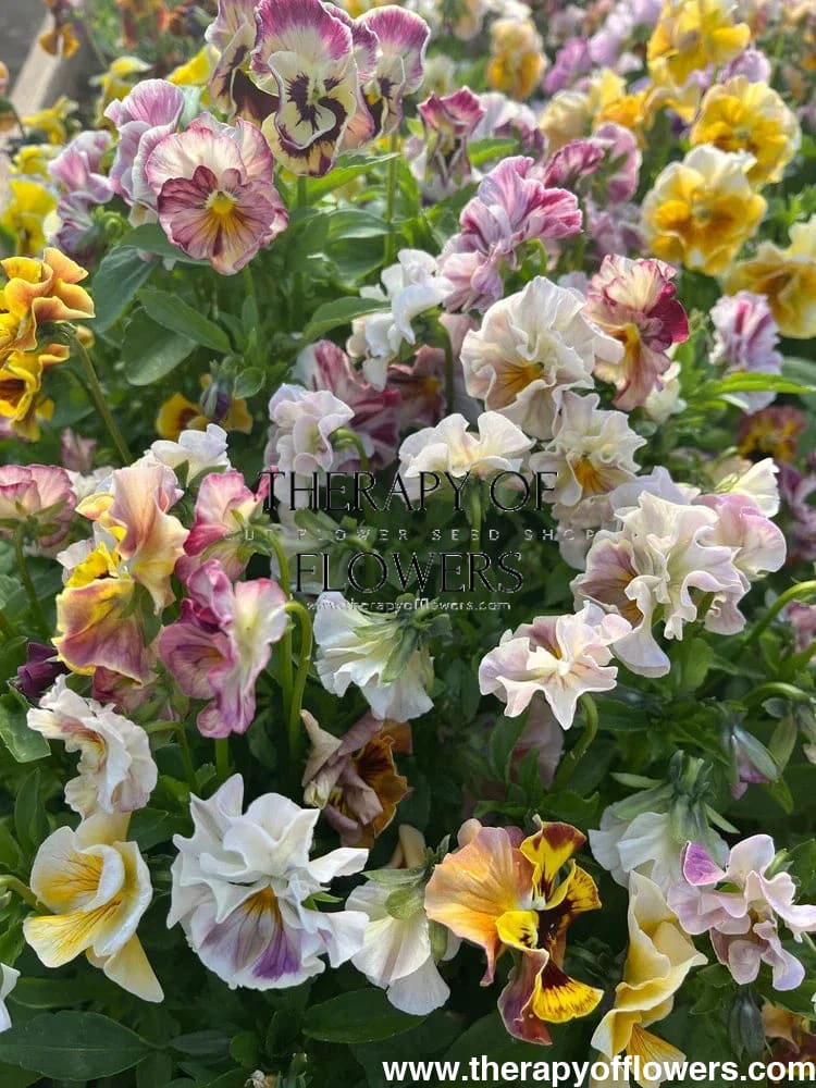 Viola x wittrockiana Chianti mixed F1 | Pansy therapyofflowers.com