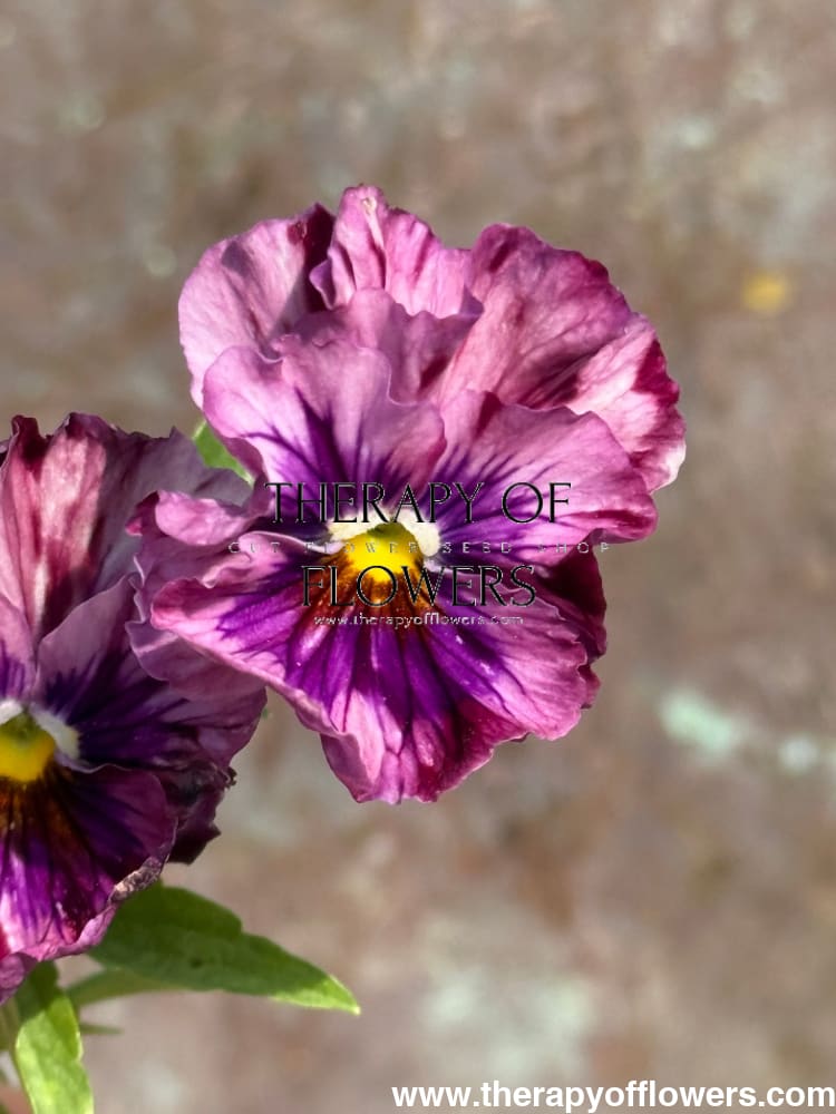 Viola x wittrockiana Chianti mixed F1 | Pansy therapyofflowers.com
