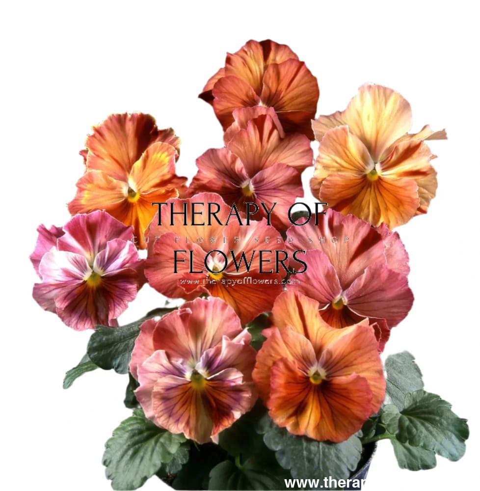 Viola x wittrockiana Chianti mixed F1 | Pansy therapyofflowers.com