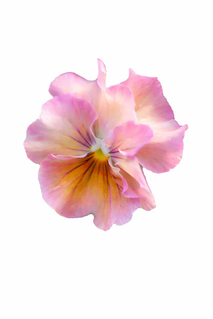 Viola x wittrockiana Chianti mixed F1 | Pansy - 25 seeds / 20–25 cm / Raspberry, peach, rose-blush, lemon, and