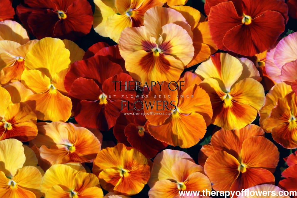 Viola x wittrockiana Desiderio Terracotta F1 | Pansy therapyofflowers.com