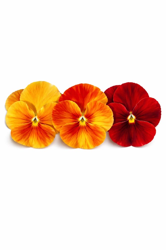 Viola x wittrockiana Desiderio Terracotta F1 | Pansy therapyofflowers.com
