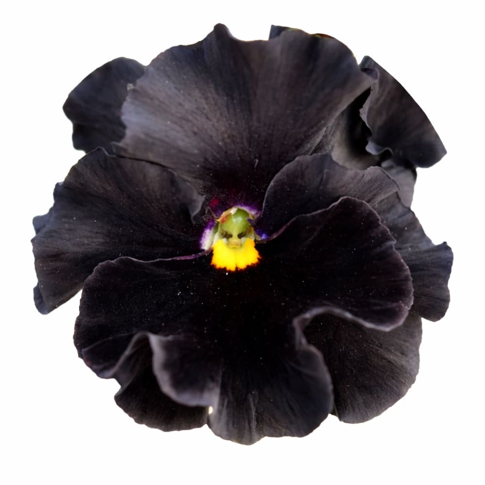 Viola x wittrockiana Flamenco Black Moon