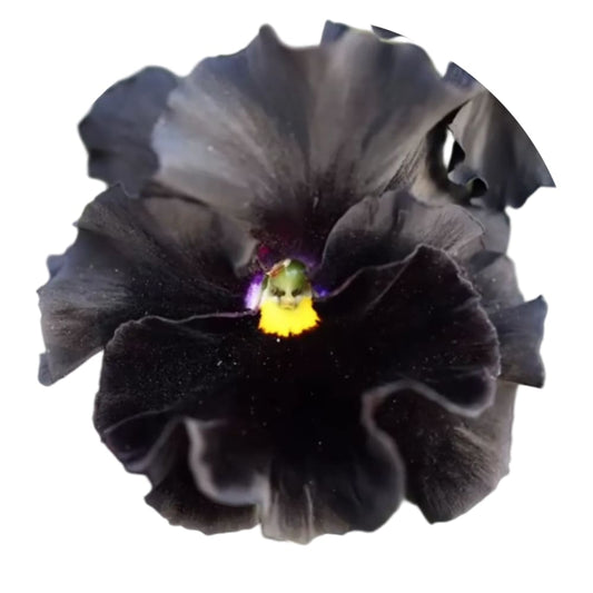Viola x wittrockiana Flamenco Black Moon F1 | Pansy - 25 seeds / 15–20 cm / Deep coal-black - seeds