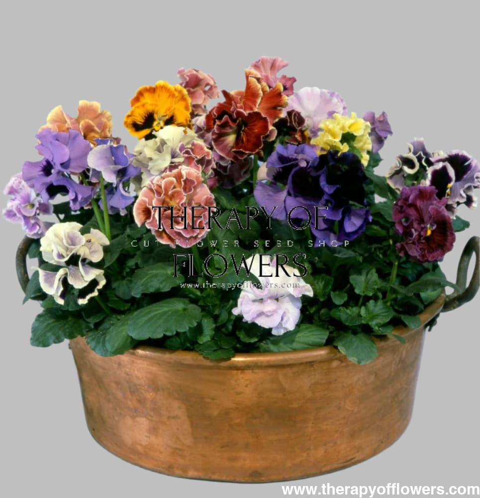 Viola x wittrockiana Flamenco Mixed F1 | Ruffled Pansy Seeds ...