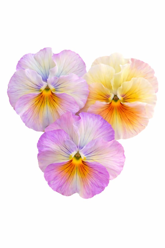 Viola x wittrockiana Flamenco Soft Azure Limonetto F1 | Pansy - 25 seeds / 15–20 cm / Soft pastel - seeds