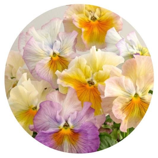 Viola x wittrockiana Flamenco Soft Azure Limonetto F1 | Pansy therapyofflowers.com