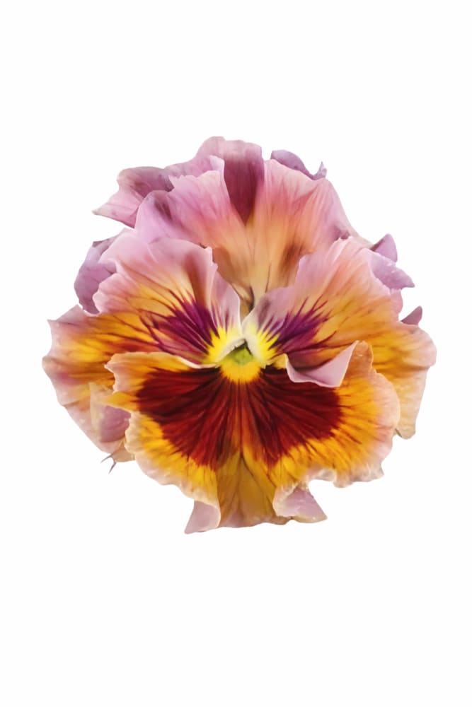Viola x wittrockiana Flamenco Terracotta F1 | Pansy - 25 seeds / 20–25 cm / Terracotta tones - seeds