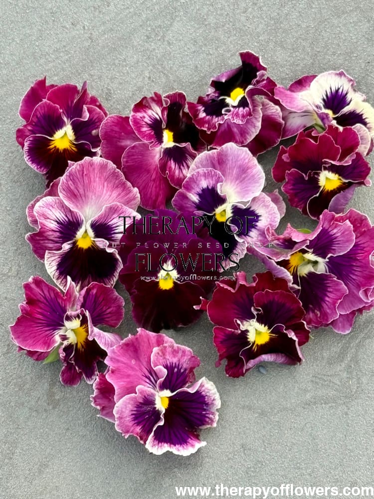 Viola x wittrockiana Flamenco Tricolor Rose F1 | Pansy therapyofflowers.com