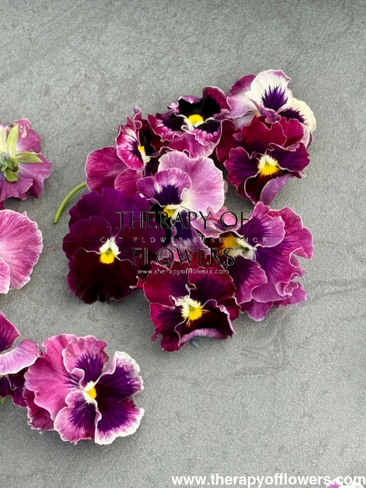 Viola x wittrockiana Flamenco Tricolor Rose F1 | Pansy therapyofflowers.com