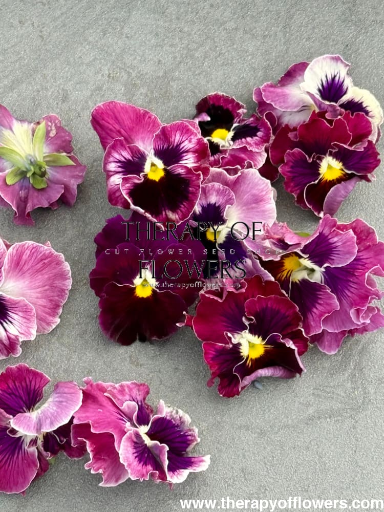 Viola x wittrockiana Flamenco Tricolor Rose F1 | Pansy therapyofflowers.com