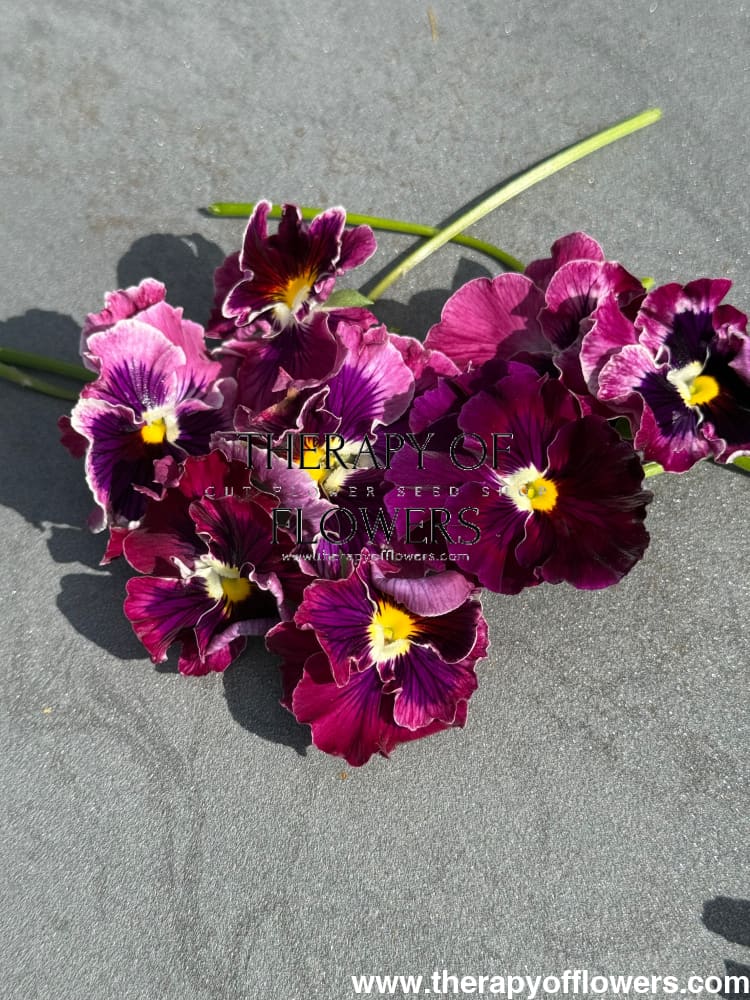 Viola x wittrockiana Flamenco Tricolor Rose F1 | Pansy therapyofflowers.com
