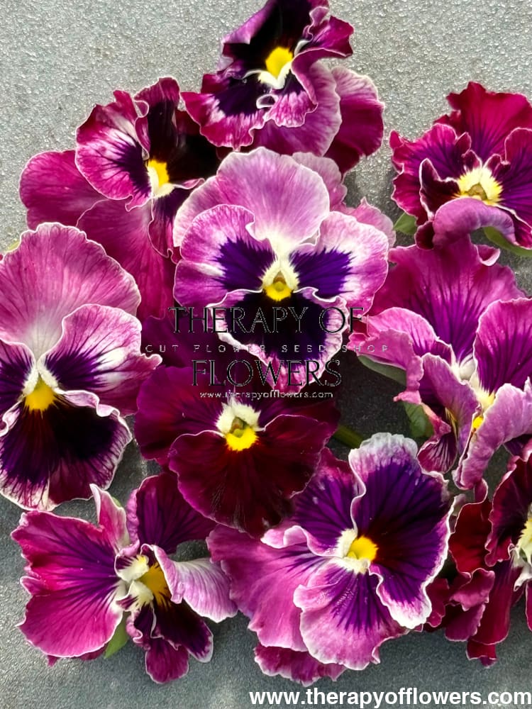 Viola x wittrockiana Flamenco Tricolor Rose F1 | Pansy therapyofflowers.com